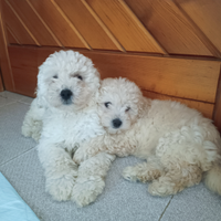 Cucciolo di razza barboncino piccola taglia