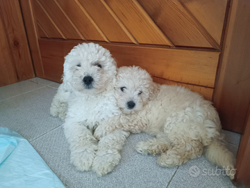 Cucciolo di razza barboncino piccola taglia