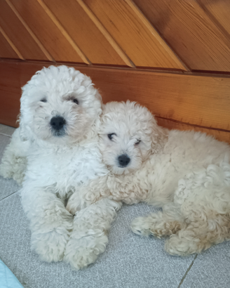 Cucciolo di razza barboncino piccola taglia