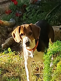 Razza pura beagle