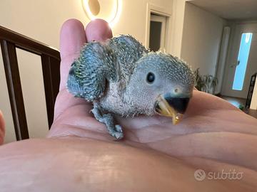 Pappagalli inseparabili