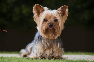 Splendide Cucciole di Yorkshire Terrier