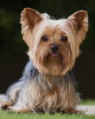 Splendide Cucciole di Yorkshire Terrier