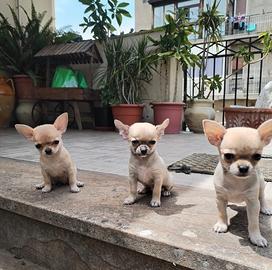Cuccioli Chihuahua pelo corto (Maschio e Femmina)