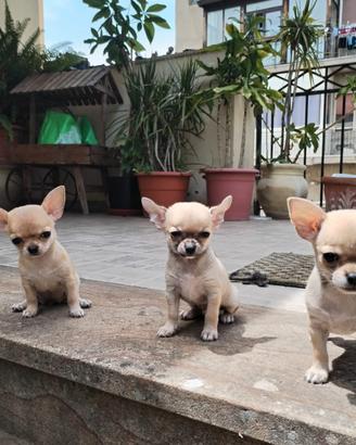 Cuccioli Chihuahua pelo corto (Maschio e Femmina)