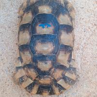 Tartaruga di terra