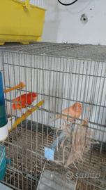 Canarini coppie