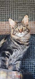 Gattina Maine Coon con pedigree libero