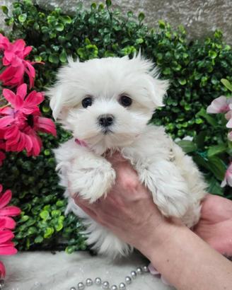Maltese toy