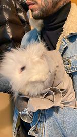 Coniglio angora