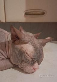 Gatto don sphynx 2 anni colourpoint