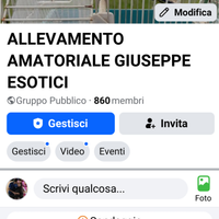 Cocorite Animali Esotici Uccelli Pappagalli Volati