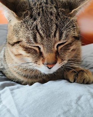 Due tigrotti, un maschio e una femmina molto dolci