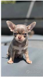 Chihuahua toy da regalare a mia figlia