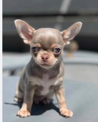 Chihuahua toy da regalare a mia figlia
