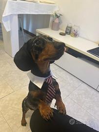 Bassotto da monta Arlecchino