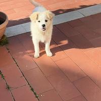 Babbá cucciolo meticcio volpino