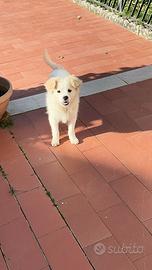 Babbá cucciolo meticcio volpino