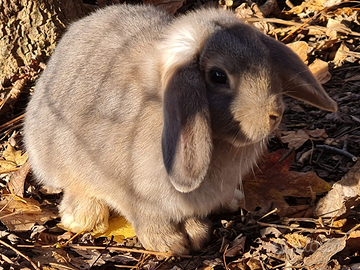 Coniglio ariete nano
