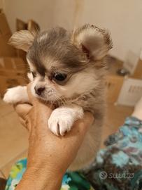 chihuahua