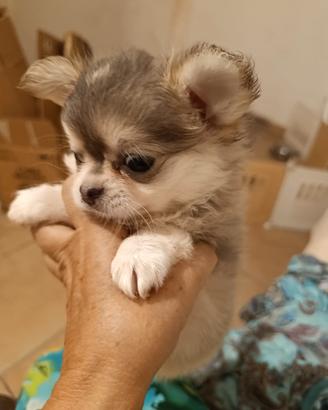 chihuahua