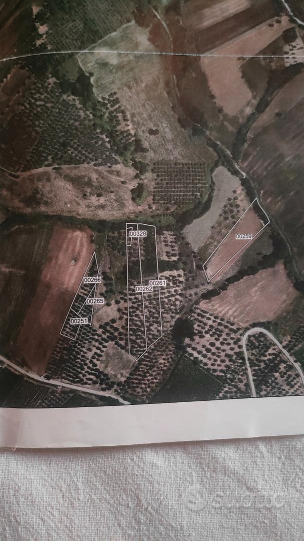 Terreno agricolo con oliveto - Vista 2