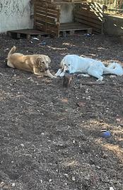Non chiedo soldi , solo amore per questi cuccioli