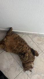 Gatto scottish per accoppiamento