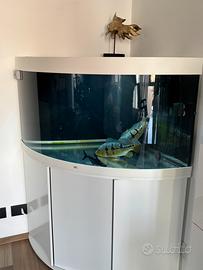 Acquario juwel trigon 350 litri con filtro 2 pesc