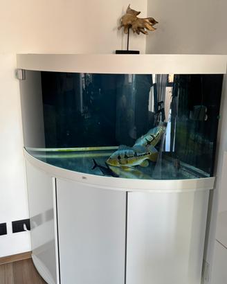 Acquario juwel trigon 350 litri con filtro 2 pesc