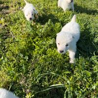 Cuccioli Pastori maremmani