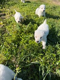 Cuccioli Pastori maremmani