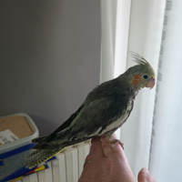 Calopsite allevata a mano