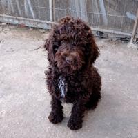 Cucciole Lagotto romagnolo