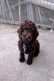 Cucciole Lagotto romagnolo