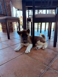 Akita americano