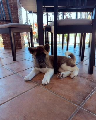 Akita americano