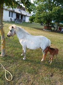 Pony con puledro