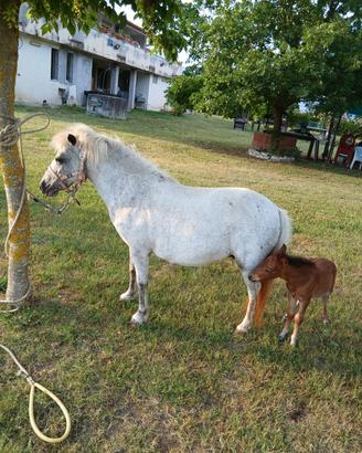 Pony con puledro