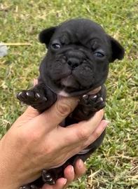 Cuccioli Bulldog Francese