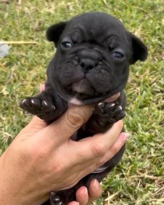 Cuccioli Bulldog Francese