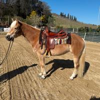 Cavalla haflinger