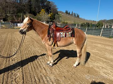 Cavalla haflinger