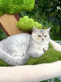 Cucciola di British Shorthair - Blue Golden
