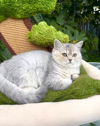 Cucciola di British Shorthair - Blue Golden