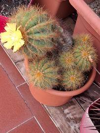 Piante grasse 