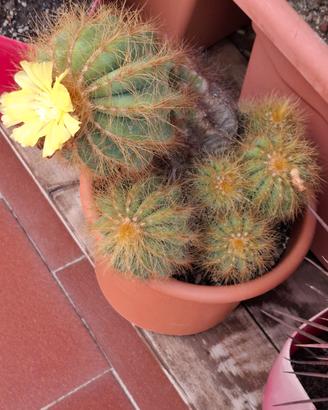 Piante grasse 