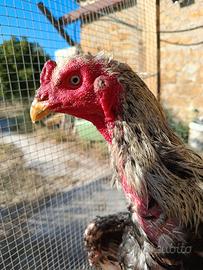 Gallo e gallina