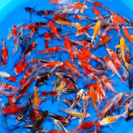 Carpe koi giapponesi, carassi, medaka, piante lagh