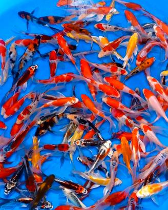 Carpe koi giapponesi, carassi, medaka, piante lagh